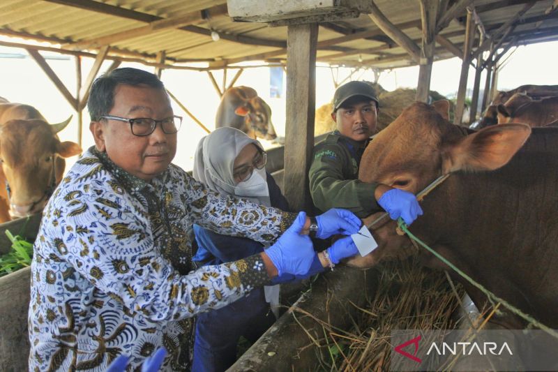 dkpp-indramayu-pastikan-stok-domba-cukup-untuk-idul-adha-1446-h