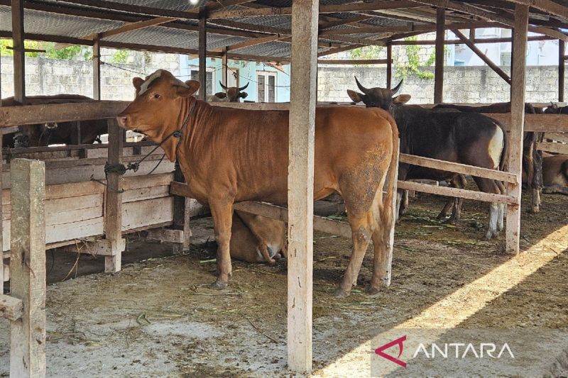 memperjuangkan-peternak-sapi-lokal-tembus-pasar