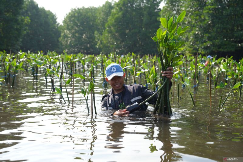 pupuk-kaltim-lakukan-konservasi-terumbu-karang-seluas-2557-m2