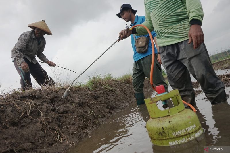 Kemenkes: 8 kasus virus Hanta per 19 Juni, semuanya sudah sembuh