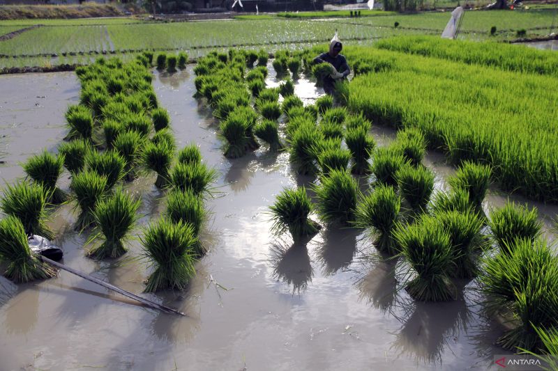 revisi-perpres-592019-dan-urgensi-menyelamatkan-sawah-indonesia