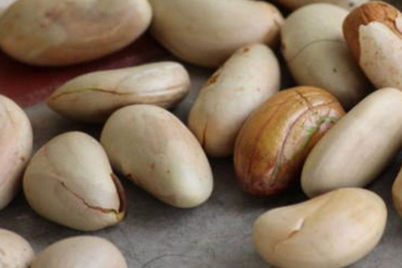 manfaat-biji-nangka-dari-jaga-pencernakan-hingga-cegah-kanker