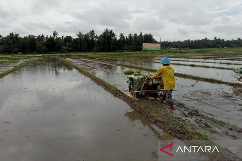 pemkab-bantul-sebut-kemarau-basah-berdampak-positif-untuk-pertanian