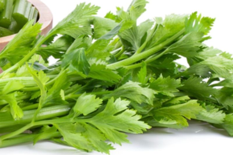 keajaiban-daun-seledri-menurunkan-tekanan-darah-hingga-cegah-kanker