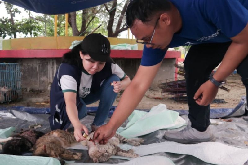 22 ribu kucing jadi target sterilisasi di Jakarta pada tahun ini 