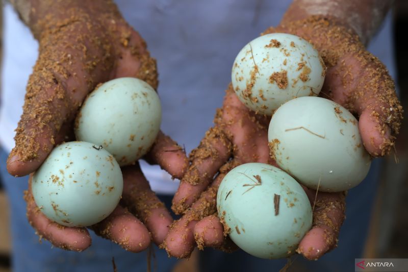 kaya-nutrisi-ini-manfaat-rebusan-telur-bebek-untuk-kesehatan-tubuh