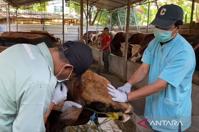 Satpol PP Jakbar gencar inspeksi tempat penampungan hewan kurban