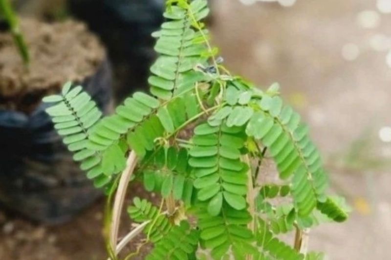 khasiat-daun-saga-dari-mengontrol-gula-darah-hingga-redakan-batuk