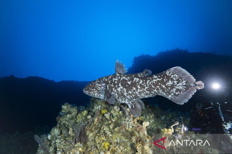 tim-peneliti-unpatti-upayakan-konservasi-laut-dalam-untuk-coelacanth