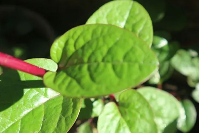daun-binahong-herbal-alami-yang-bermanfaat-bagi-kulit-dan-organ-dalam