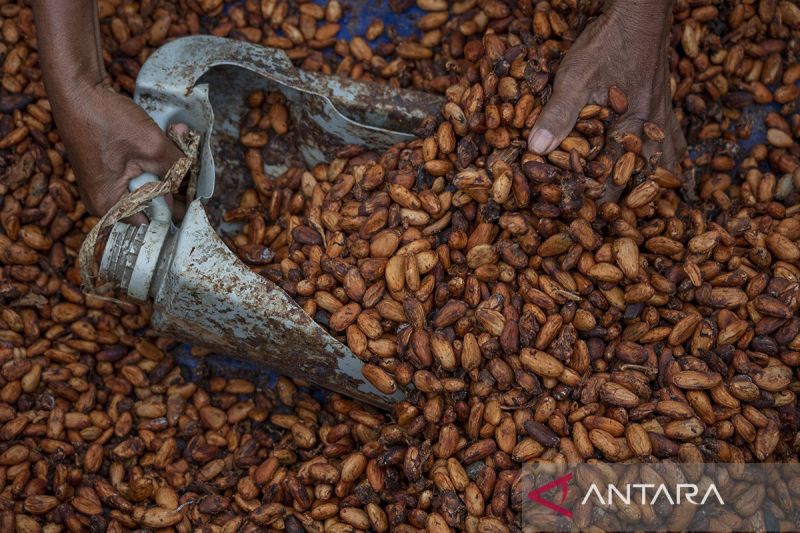 naiknya-harga-biji-kakao-karena-penurunan-produksi-di-negara-produsen