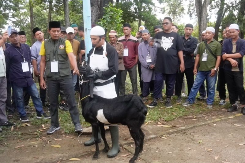 Juru sembelih berlatih penyembelihan kurban halal