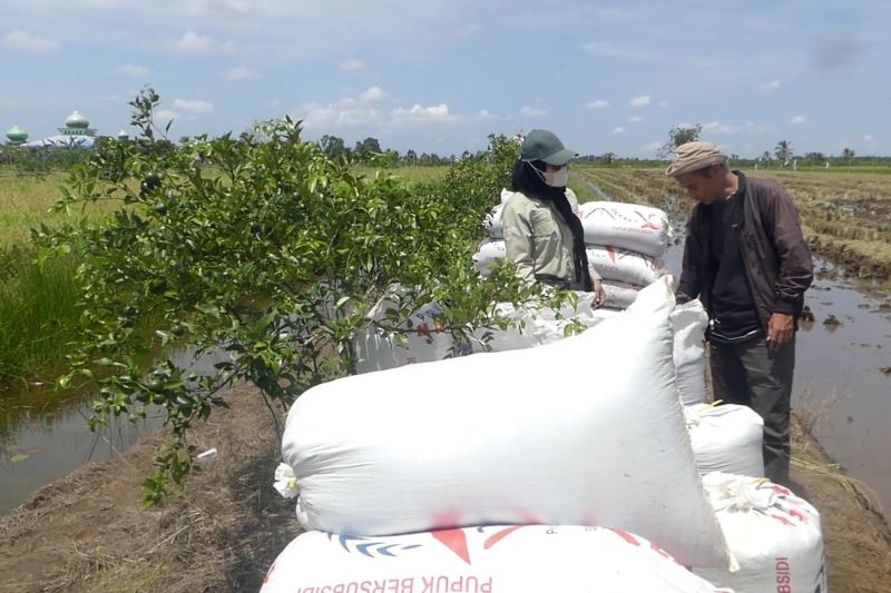 bulog-kalsel-kerahkan-tim-jemput-gabah-kejar-serapan-302-ton