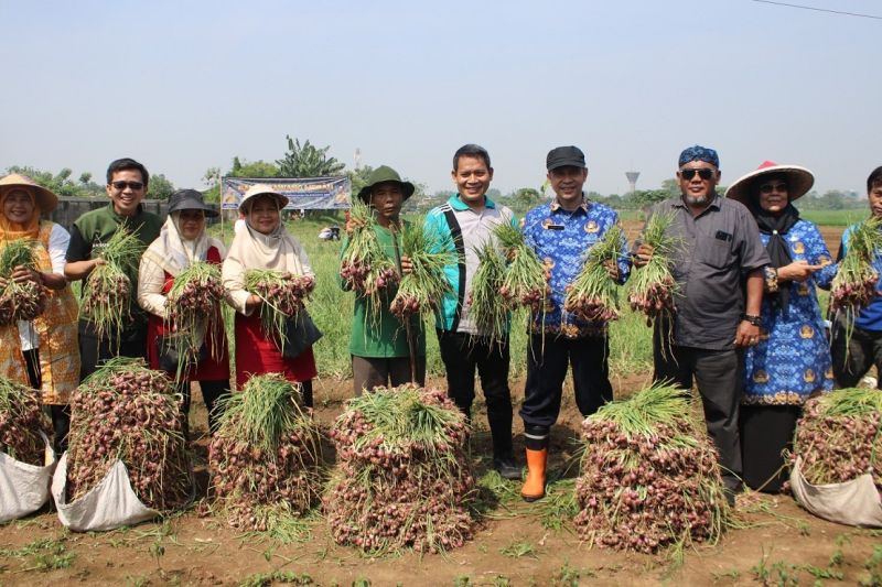 pemkot-tangerang-panen-15-ton-bawang-merah-bareng-petani-binaan