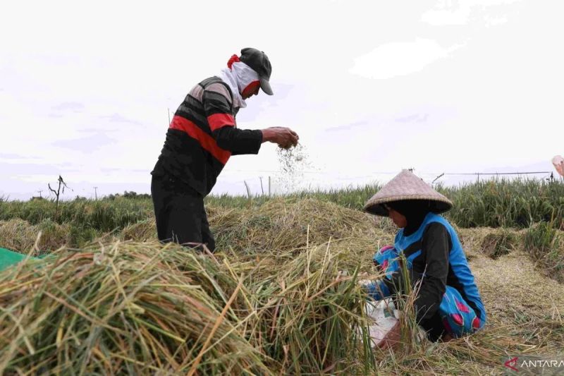 anggota-dpr-serapan-gabah-24-juta-ton-bukti-komitmen-swasembada
