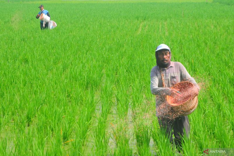 kementan-sebut-10-komoditas-pertanian-peroleh-alokasi-pupuk-subsidi