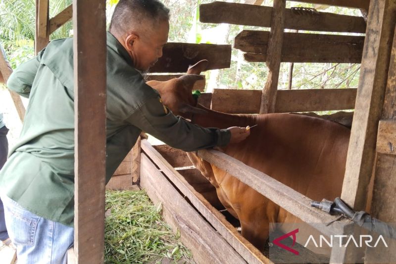 Dinas Pertanian OKU cegah penyebaran PMK