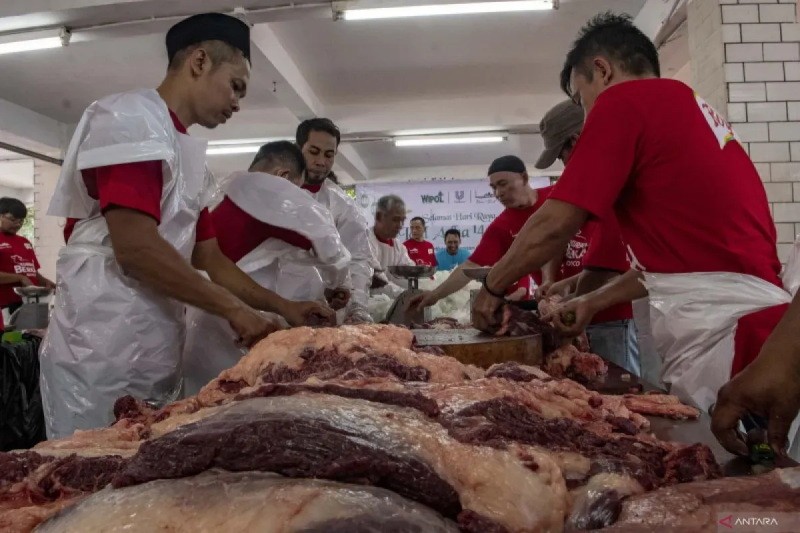 Hewan kurban tak disarankan diberi makan banyak sebelum disembelih 