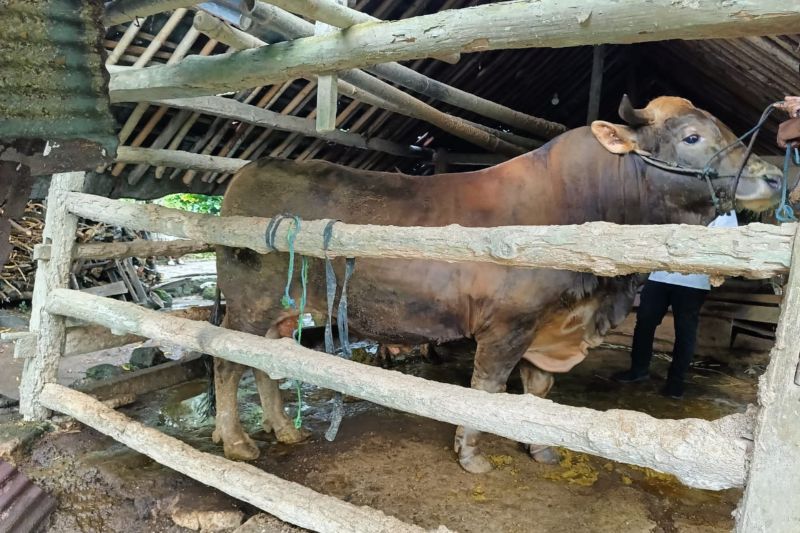 Sapi kurban Presiden di Yogyakarta dibagikan ke penggerobak sampah
