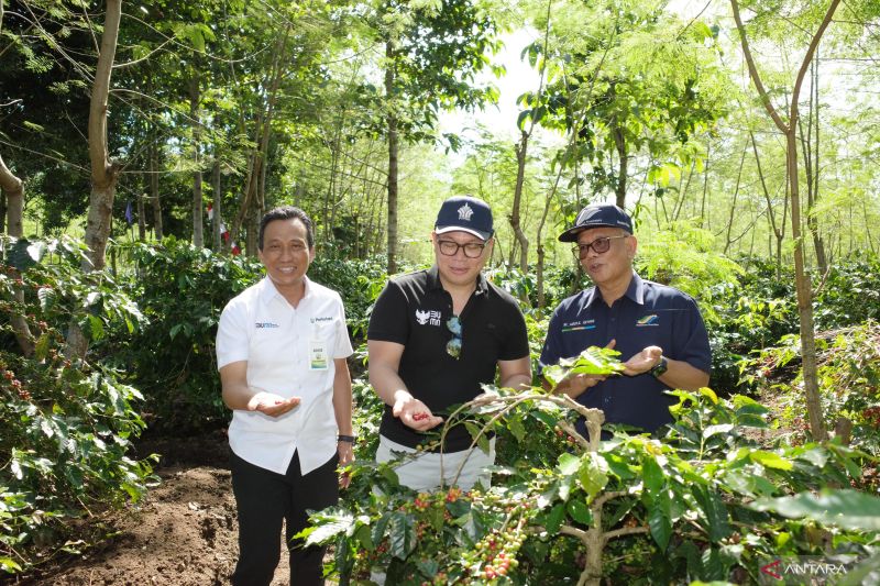 wamen-bumn-peremajaan-kebun-kopi-di-ijen-pacu-produksi-dan-ekspor
