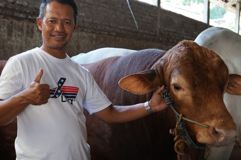 Sapi kurban Prabowo capai 1,3 ton, terberat di Masjid Istiqlal