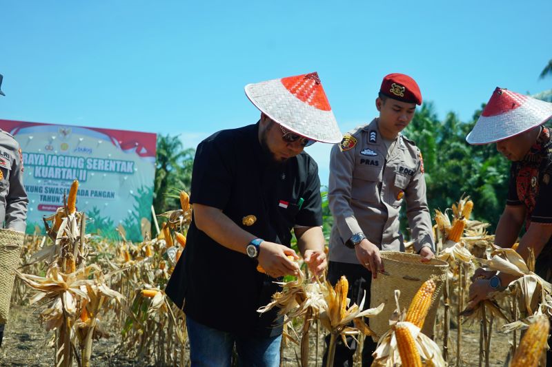 bengkulu-panen-3320-ton-jagung-upaya-perkuat-ketahanan-pangan