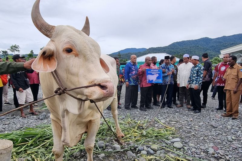 Gubernur serahkan sapi kurban bantuan Presiden di Manokwari