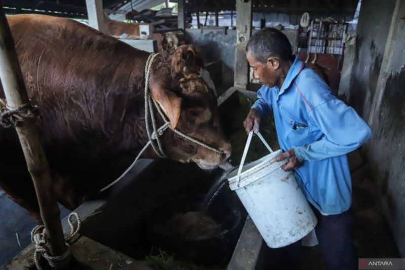 presiden-prabowo-beli-985-ekor-sapi-kurban-dari-573-peternak-lokal