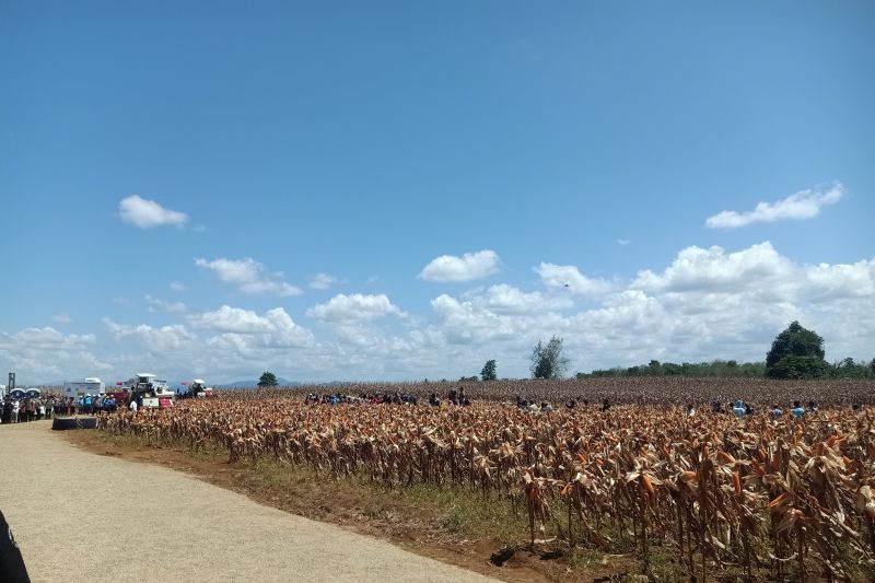 presiden-prabowo-menghadiri-panen-raya-jagung-di-kalbar