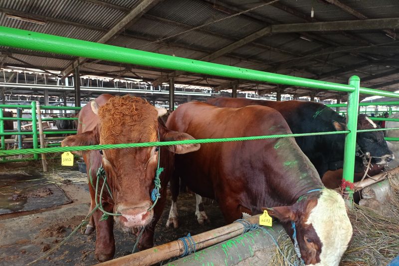Dharma Jaya sediakan 1.241 sapi untuk Idul Adha 2025