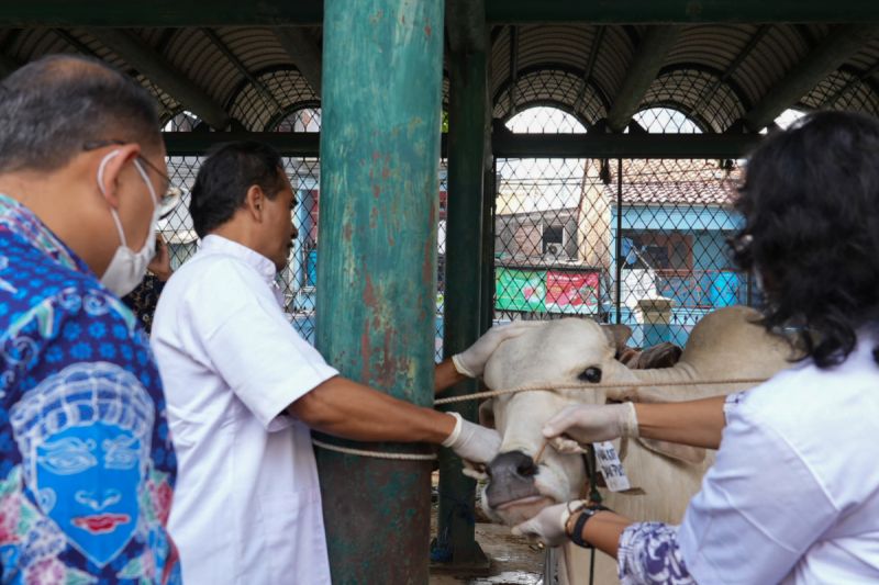 Jakpus kerahkan 103 petugas pemeriksa daging kurban
