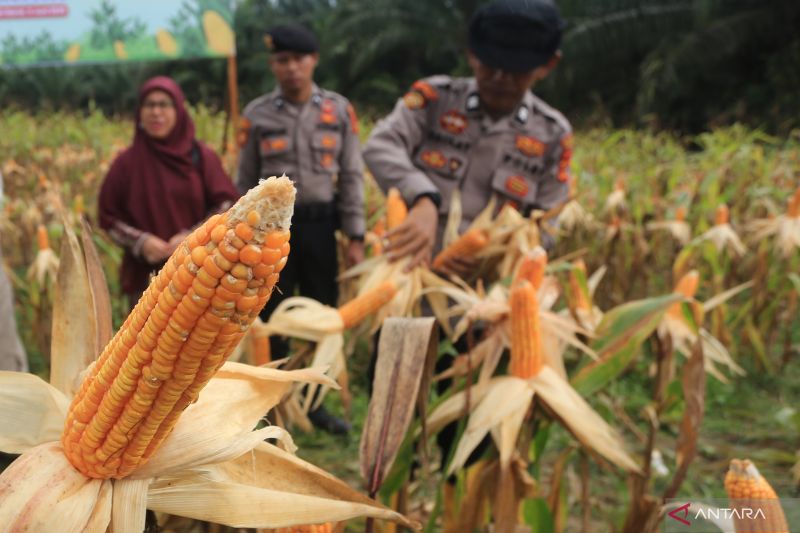 polri-gelar-panen-raya-jagung-kuartal-iii-sebanyak-7153-ton
