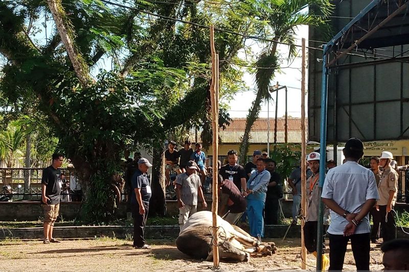 Dokter hewan Belitung periksa daging sapi kurban bantuan Presiden