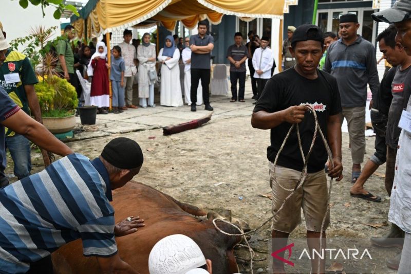 Gubernur Sumut saksikan penyembelihan hewan kurban di Kampung Nelayan
