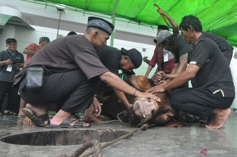 Warga Tanah Datar meninggal dunia ditendang sapi kurban