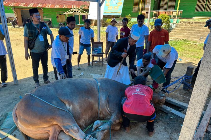 Sapi kurban Presiden di Kendari dibagikan kepada 333 warga