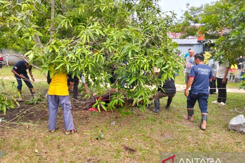 Damkar BPBD Belitung evakuasi sapi kurban yang mengamuk 