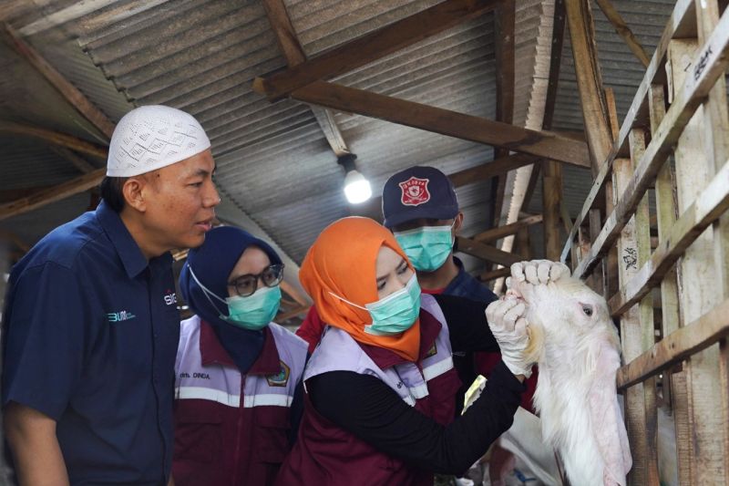 semen-indonesia-bagikan-21-ton-daging-kurban-di-20-provinsi