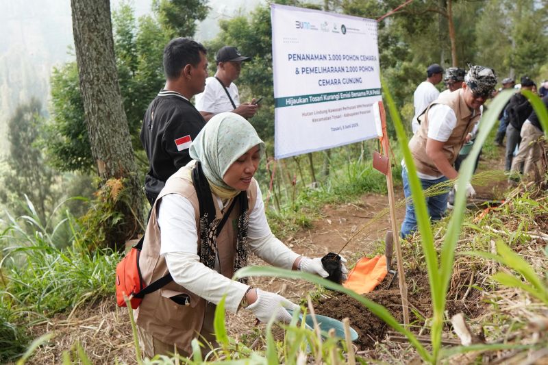 pln-jatim-jaga-ekosistem-tnbts-dengan-tanam-3000-pohon-cemara