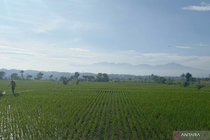 pemkab-garut-targetkan-produksi-padi-816860-ton-pada-2025