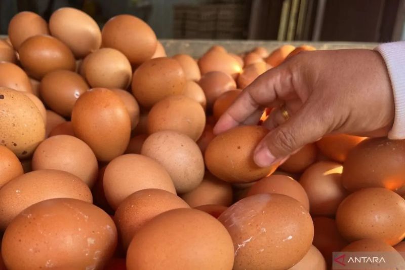 bapanas-harga-telur-ayam-rp29257kg-cabai-rawit-merah-rp51204kg