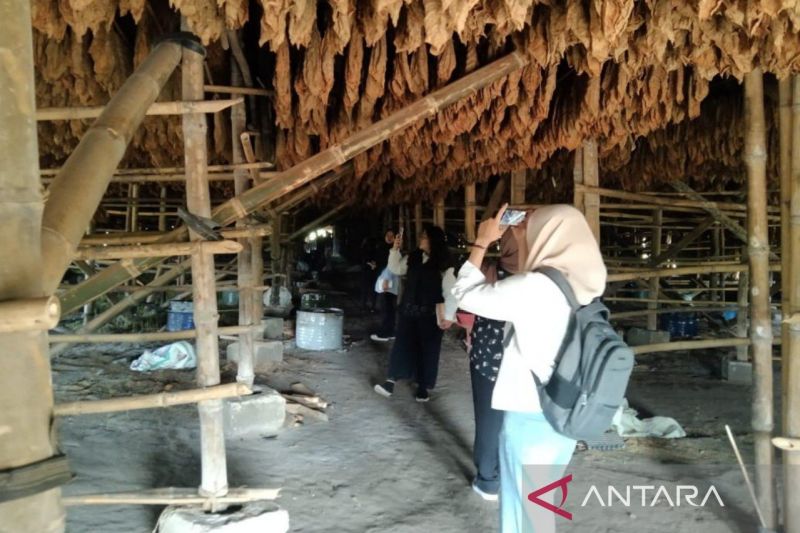 sejarawan-pertahankan-tembakau-deli-jadi-warisan-sejarah