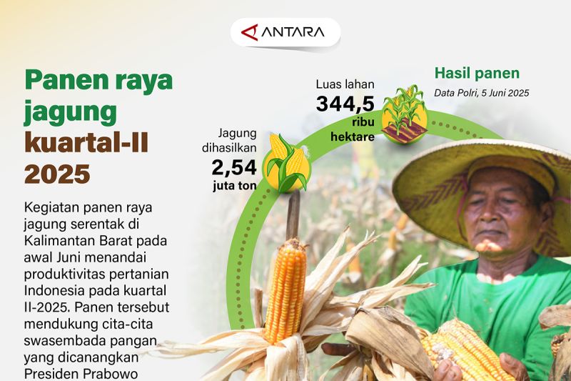 Panen raya jagung kuartal-II 2025