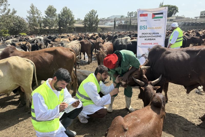 bsi-maslahat-salurkan-kurban-buat-palestina-dalam-bentuk-daging-kaleng