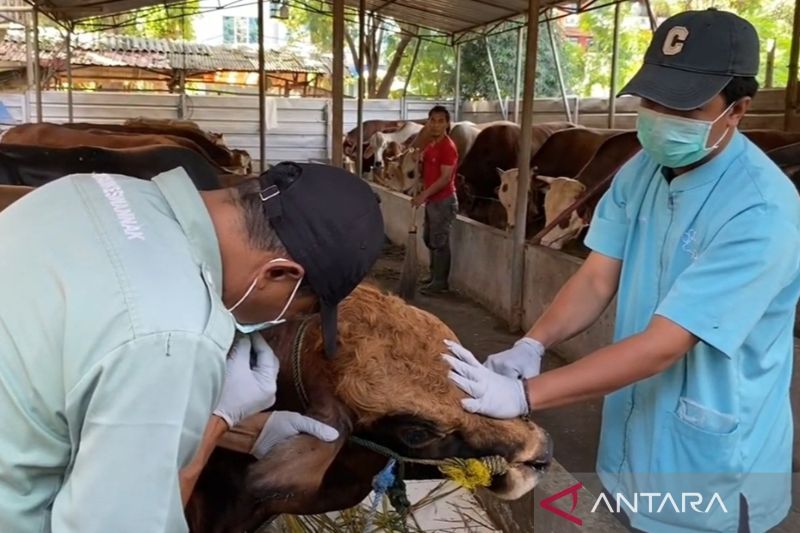 KPKP Jakbar temukan 180 kg organ hewan kurban tidak layak konsumsi