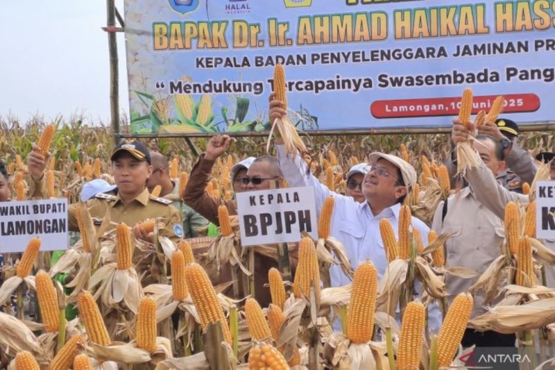 kepala-bpjph-jagung-hasil-rekayasa-genetik-halal-tak-ada-unsur-haram