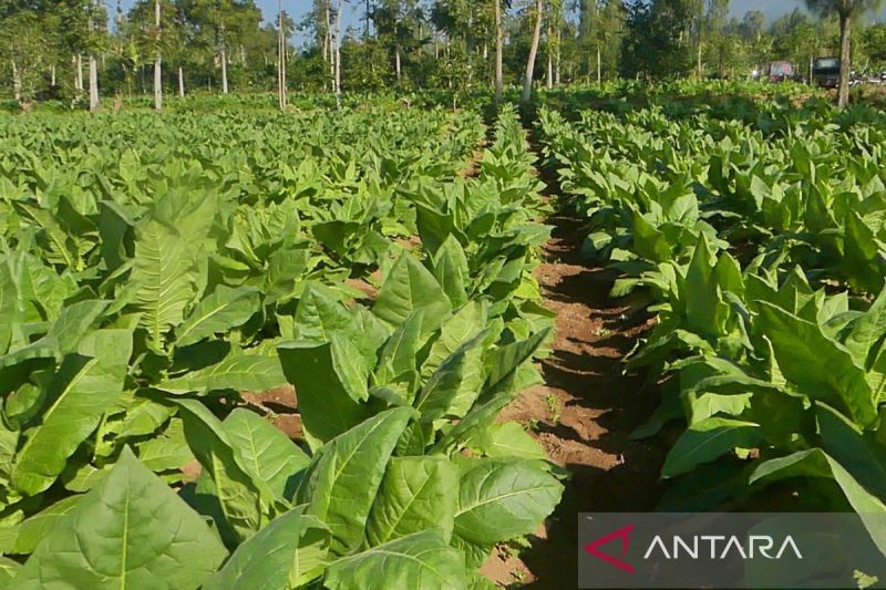 petani-harus-jaga-kualitas-tembakau-temanggung-untuk-dongkrak-harga