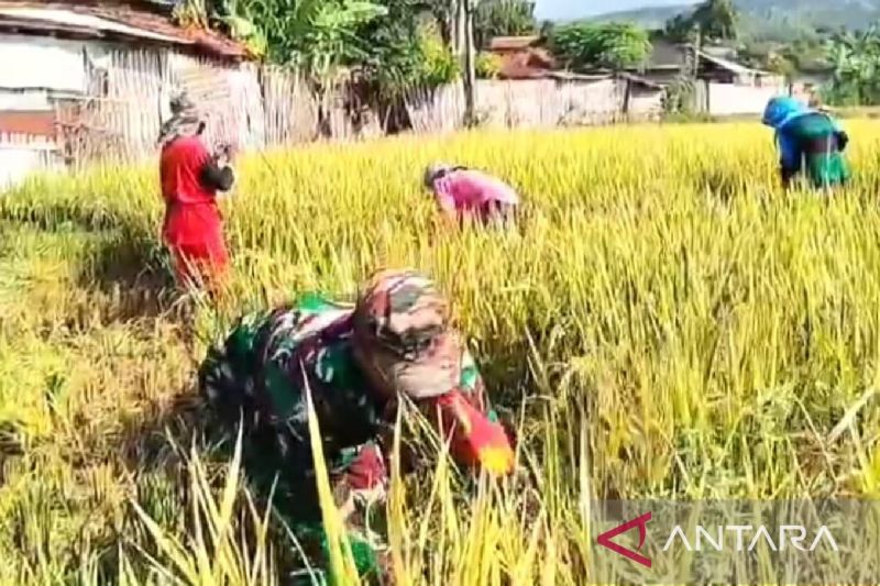 serapan-pupuk-subsidi-situbondo-capai-35-persen-periode-januari-juni