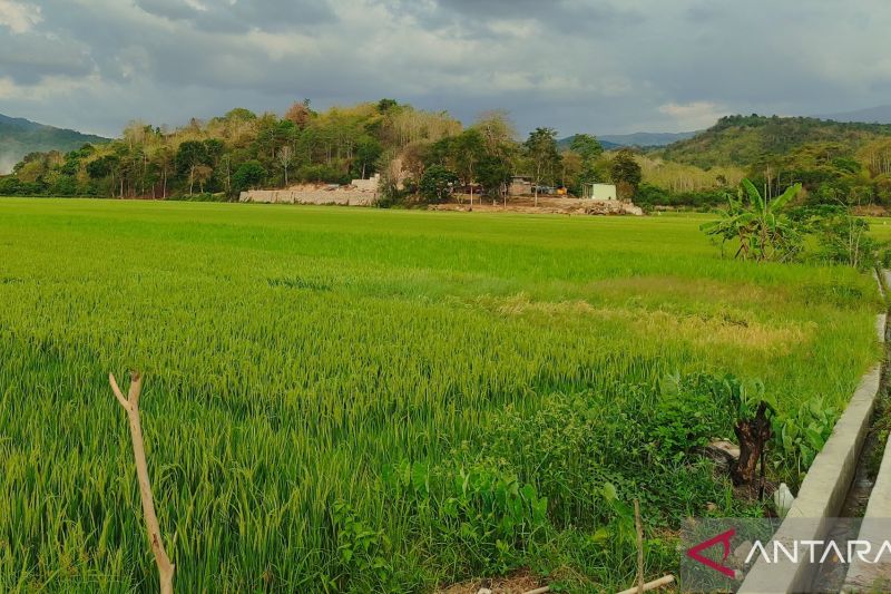 BMKG meminta petani di Manggarai Barat adaptif sikapi kemarau basah