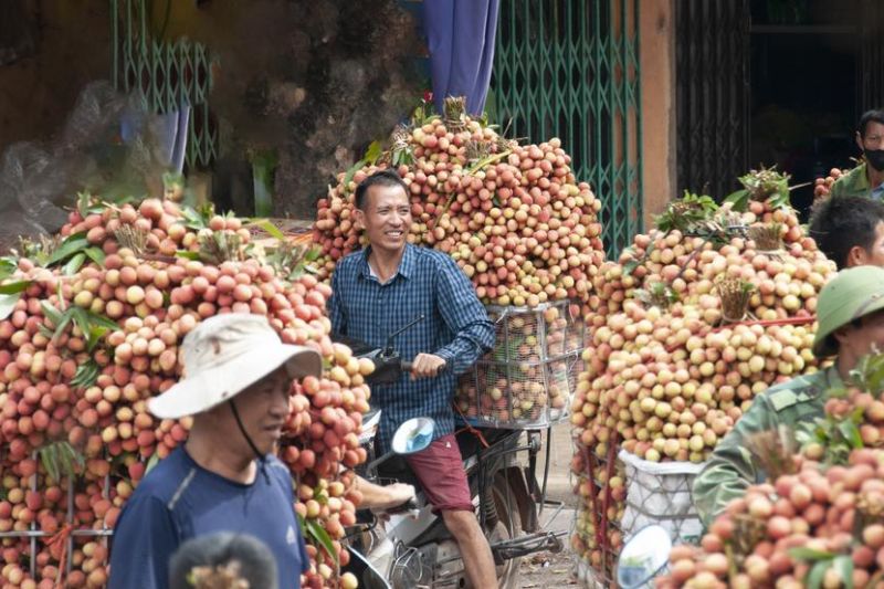 Album Asia: Menengok kesibukan panen buah leci di Bac Giang, Vietnam